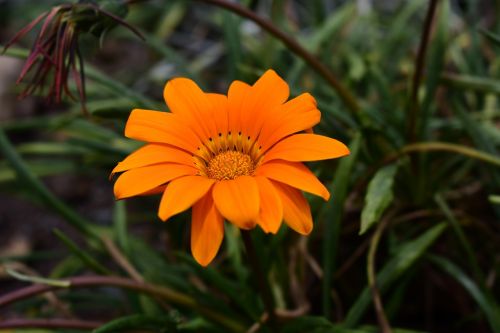 nature plant flower