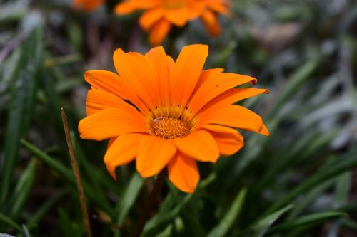 nature plant flower