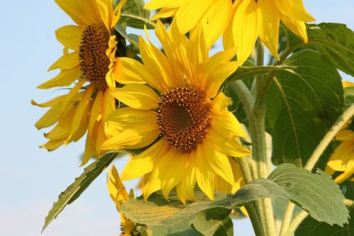 nature plant flower