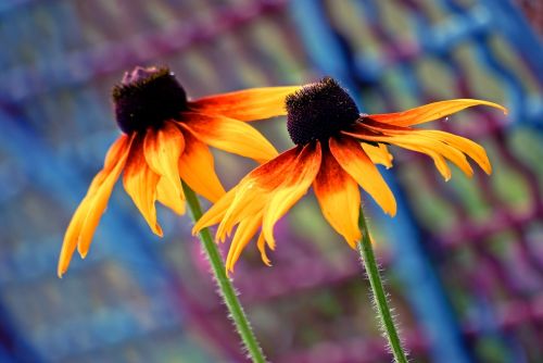 nature flower plant