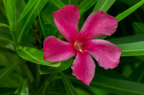 nature plant flower