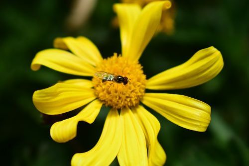 nature flower summer