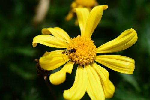 nature plant summer