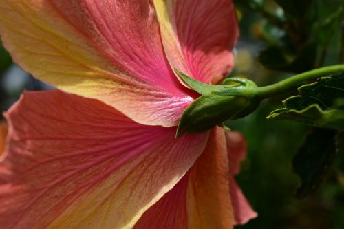 nature plant leaf