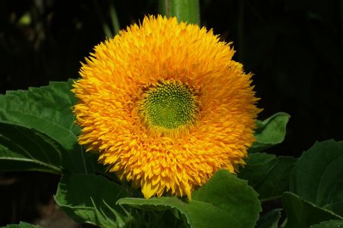 nature plant flower