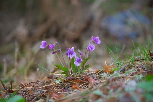 nature plants flowers