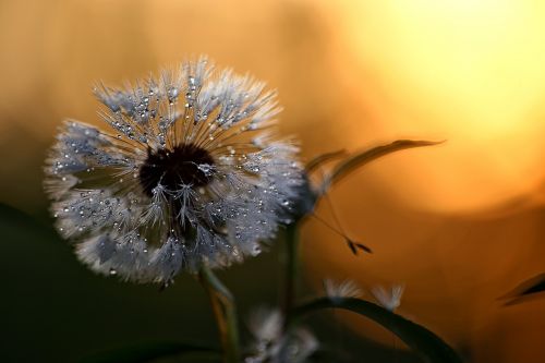 nature dandelion living nature