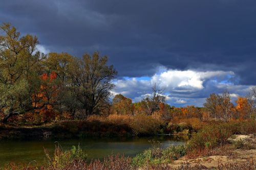 nature tree landscape