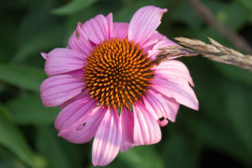 nature flora flower