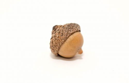 nature acorn nut