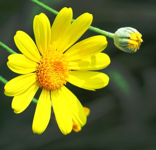 nature plant flower