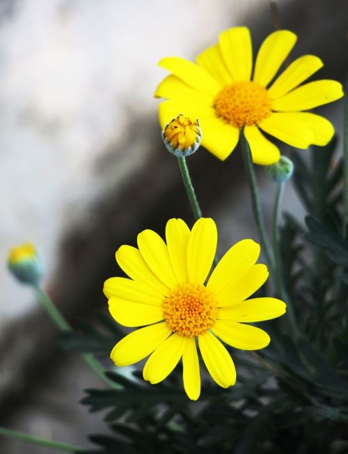 nature plant flower