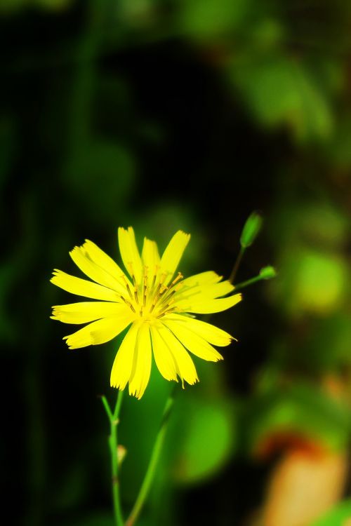 nature plant flower