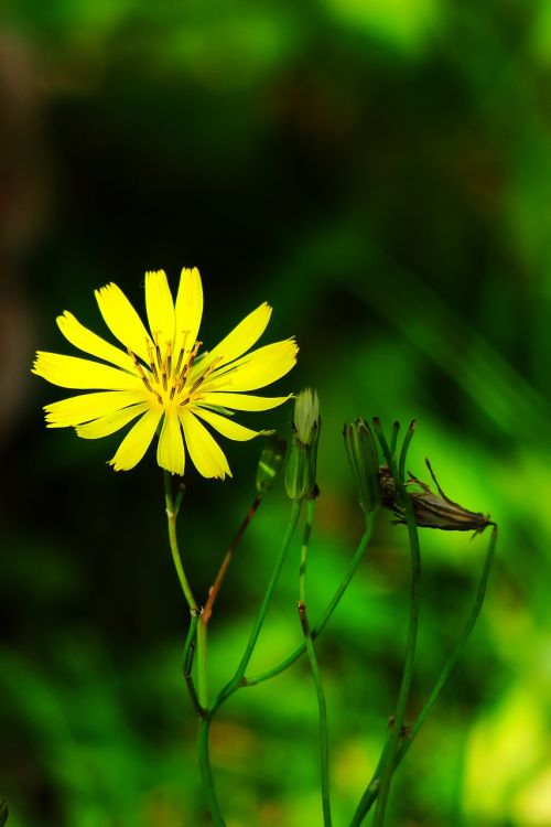 nature outdoor summer