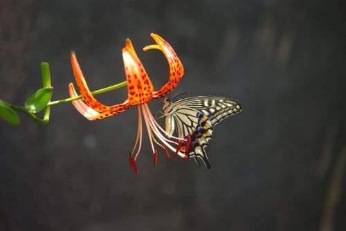 nature outdoors insects