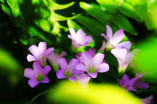 nature plant flower