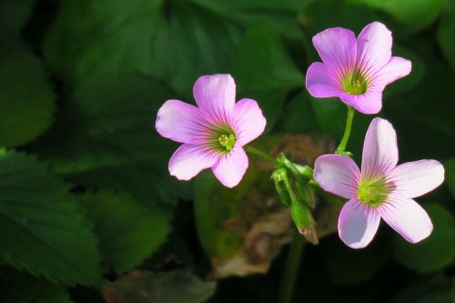 nature outdoor plant