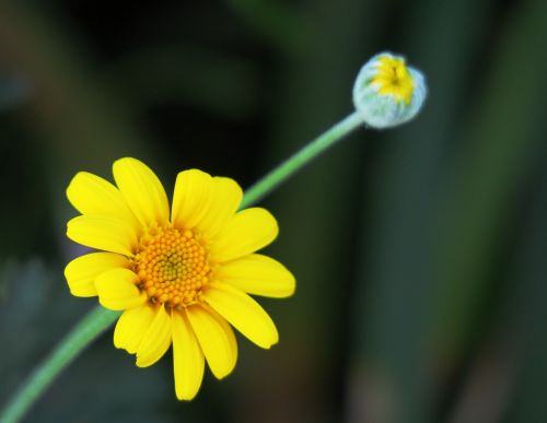 nature flower plant