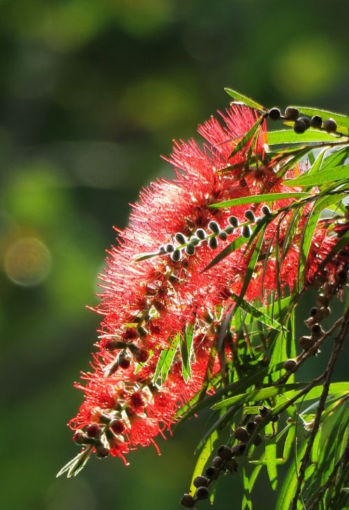 nature plant flower