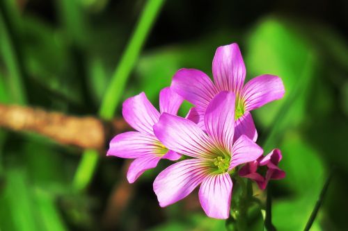 nature plant flower