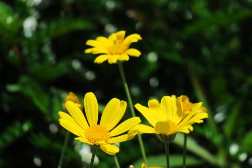 nature plant flower