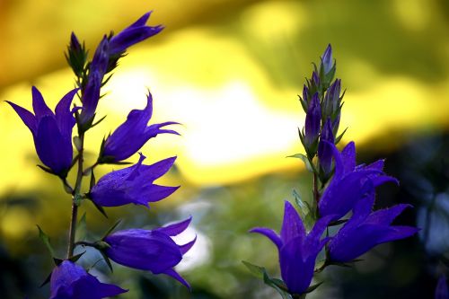 nature flower plant