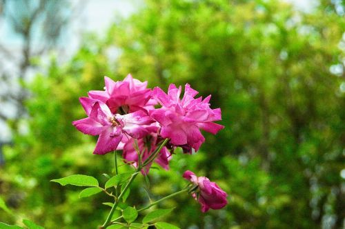 nature flower flora