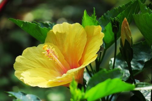 nature plant leaf