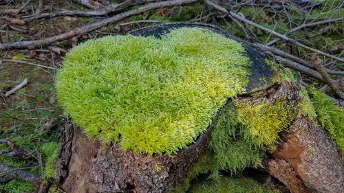 nature grown moss heart moss