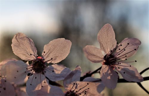 nature flower outdoors