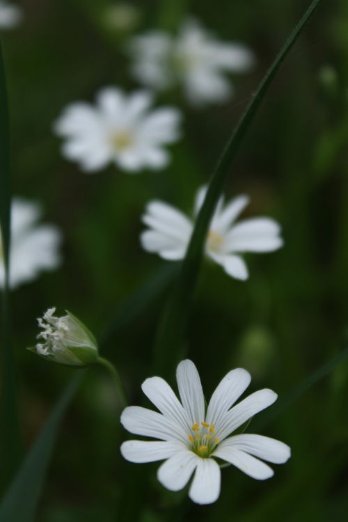 nature plant flower