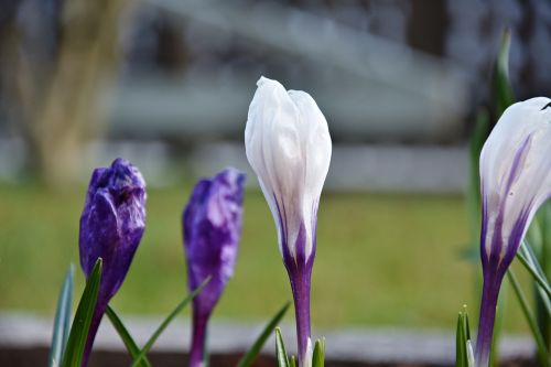 nature flower plant