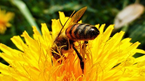 nature insect flower