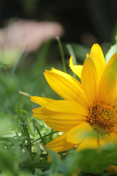 nature plant flower