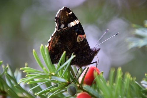 nature outdoors insect