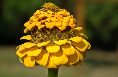 nature flower zinnia