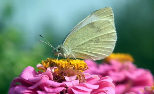 nature butterfly bielinek