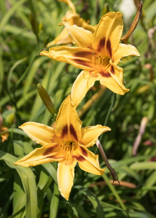 nature flower summer