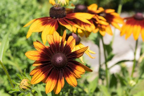 nature flower plant