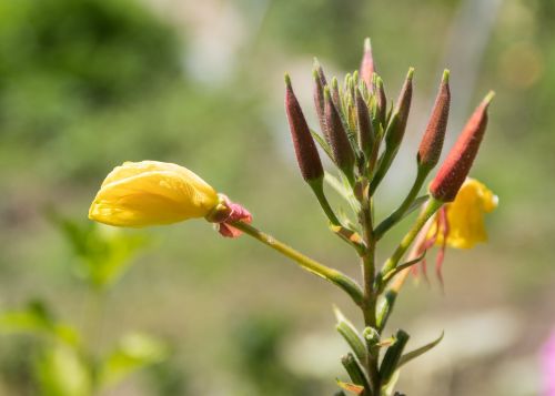 nature flower no one