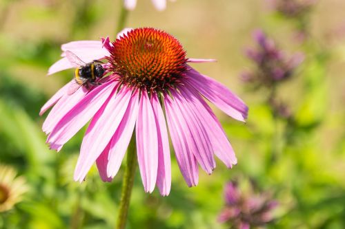 nature flower summer