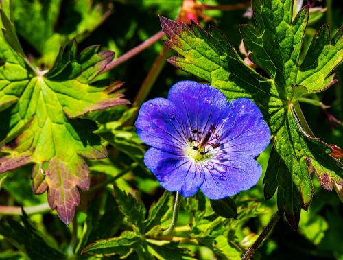 nature garden flora