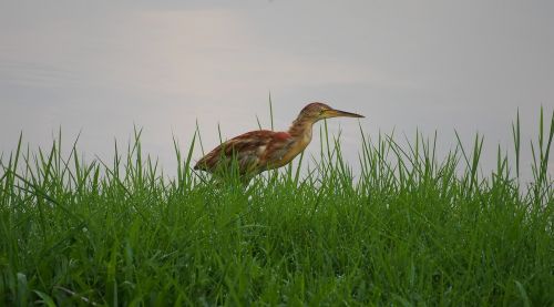 nature grass bird