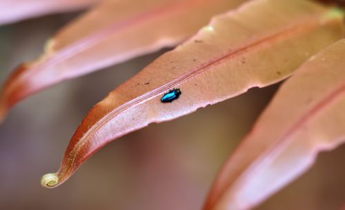 nature leaf flora