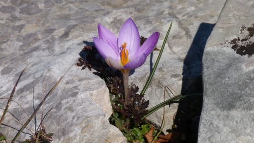 nature flower plant