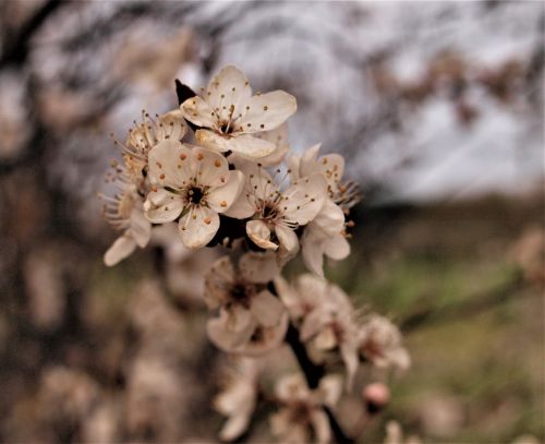 nature flora flower