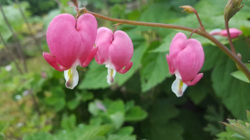 nature plant flower