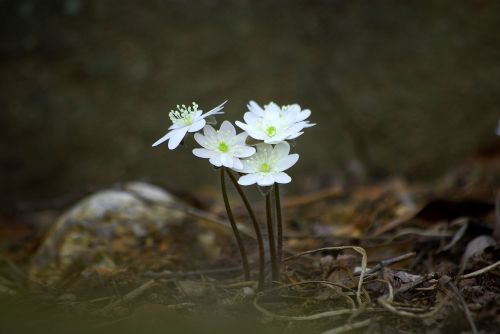 nature flowers outdoors