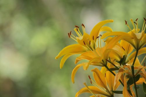 nature flora flower