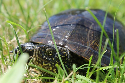 nature reptile animals